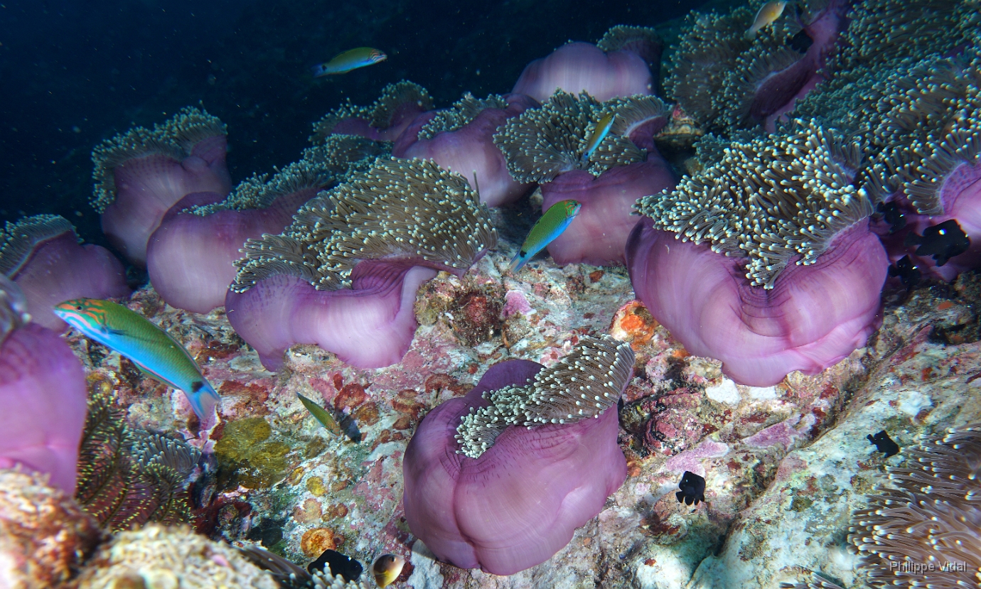 Birmanie - Mergui - 2018 - DSC03292 - Anemons - Anemones.jpg